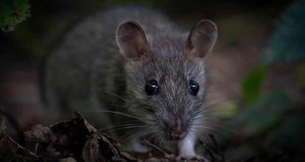 Die-Pest-im-Mittelalter-Ursachen-Auswirkungen-und-Bekaempfungsmassnahmen